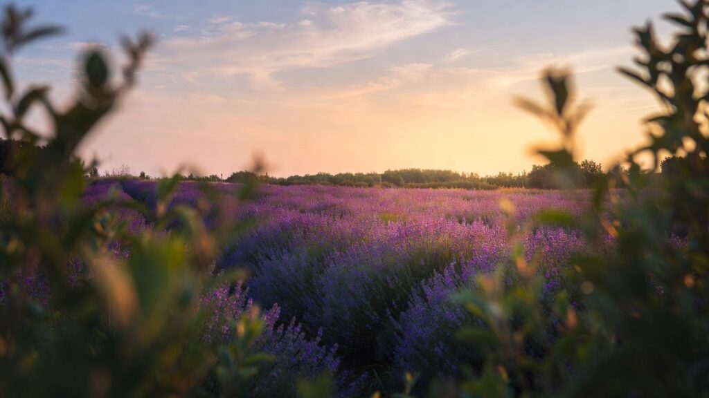 Ett fält med Lavendel