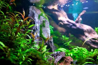 Aquascaping